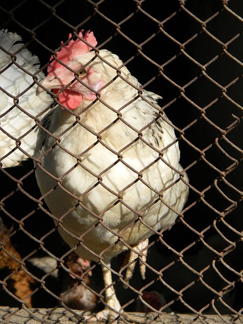 的进一步增 的进一步增